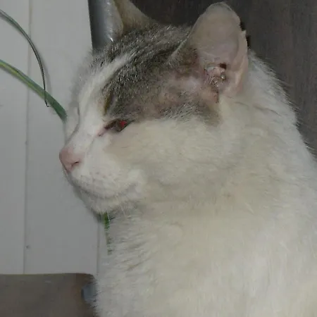 Sloneczna Polanka דירה