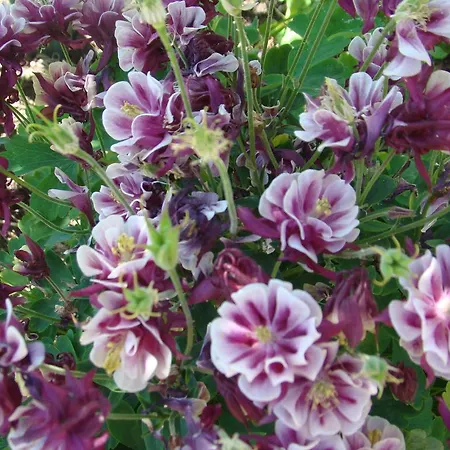 Sloneczna Polanka Lägenhet