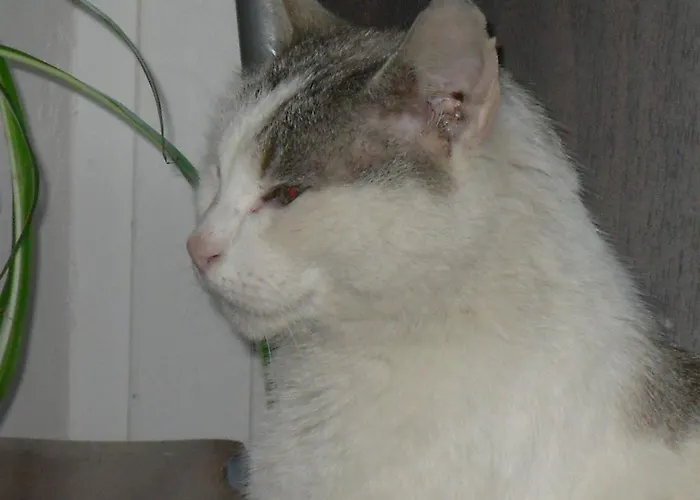 Sloneczna Polanka Διαμέρισμα