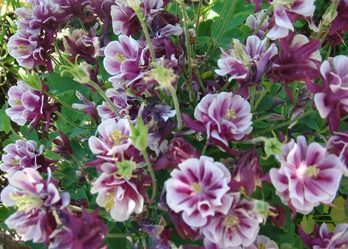 Sloneczna Polanka Daire