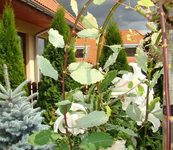 Sloneczna Polanka Daire Polanica-Zdroj